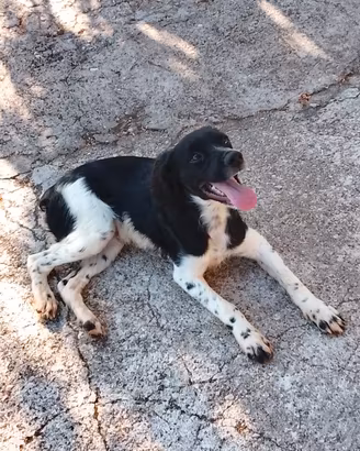 Cucciola di Breton 