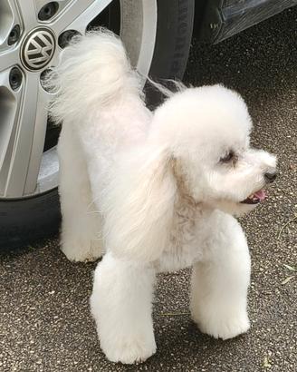 Cucciolo di Barboncino Toy