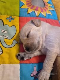 Cuccioli Golden Retriever