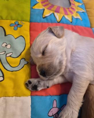 Cuccioli Golden Retriever