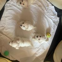 Cuccioli di Maltesi maschi