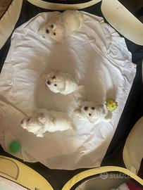 Cuccioli di Maltesi maschi