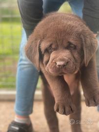 Labrador marroni con pedigree