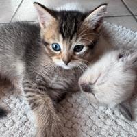 Gattini Munchkin - gatto bassotto