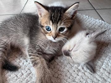 Gattini Munchkin - gatto bassotto