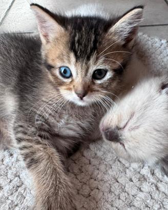 Gattini Munchkin - gatto bassotto