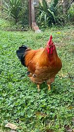 Gallo robusta lionata