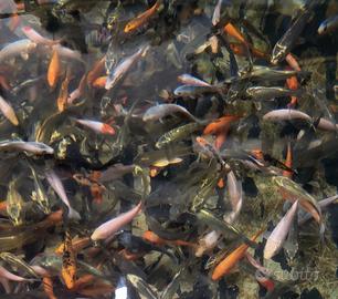 Carpe koi