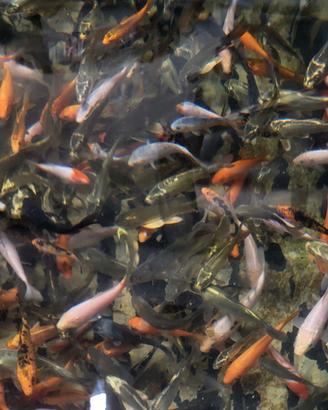 Carpe koi