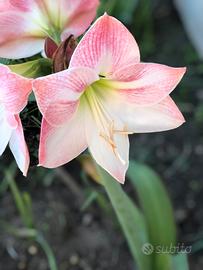 Amaryllisin fiore