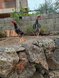 Galline KO Shamo