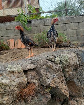 Galline KO Shamo