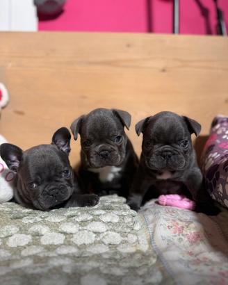 Bulldog francese