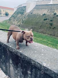 American bull