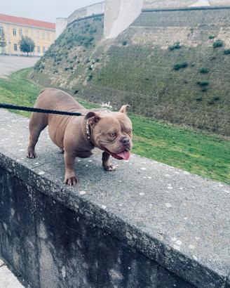 American bull