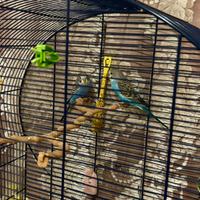 Vendita DUE coccorite+gabbia
