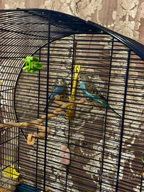 Vendita DUE coccorite+gabbia