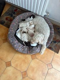 Lagotto romagnolo