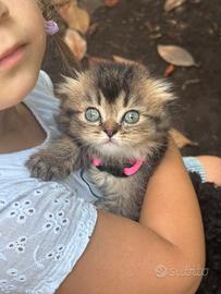 Scottish fold longhair golden shaded