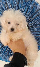 Maltese cucciola