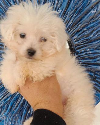 Maltese cucciola