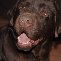 Labrador cioccolato per monta