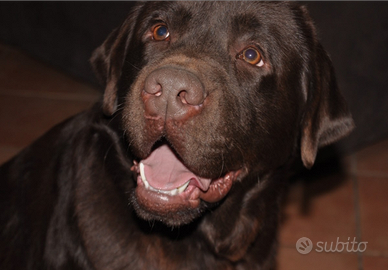Labrador cioccolato per monta