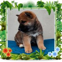 Shiba inu pedigree enci