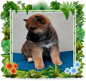 Shiba inu pedigree enci