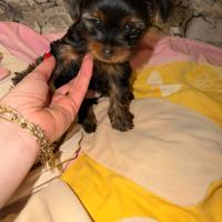 Cucciolo Yorkshire terrier