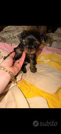 Cucciolo Yorkshire terrier