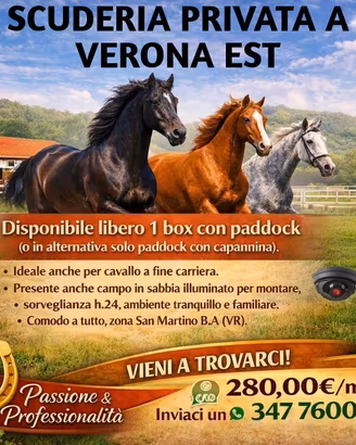 Box cavallo