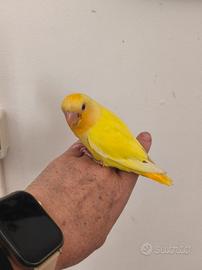 pappagalli