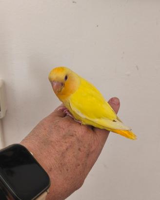 pappagalli
