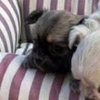 Chihuahua cuccioli di 2 mesi