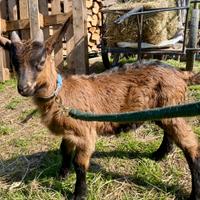 Becco Camosciata delle Alpi