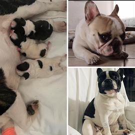 Bouldogue francesi con pedigree taglia piccolissi