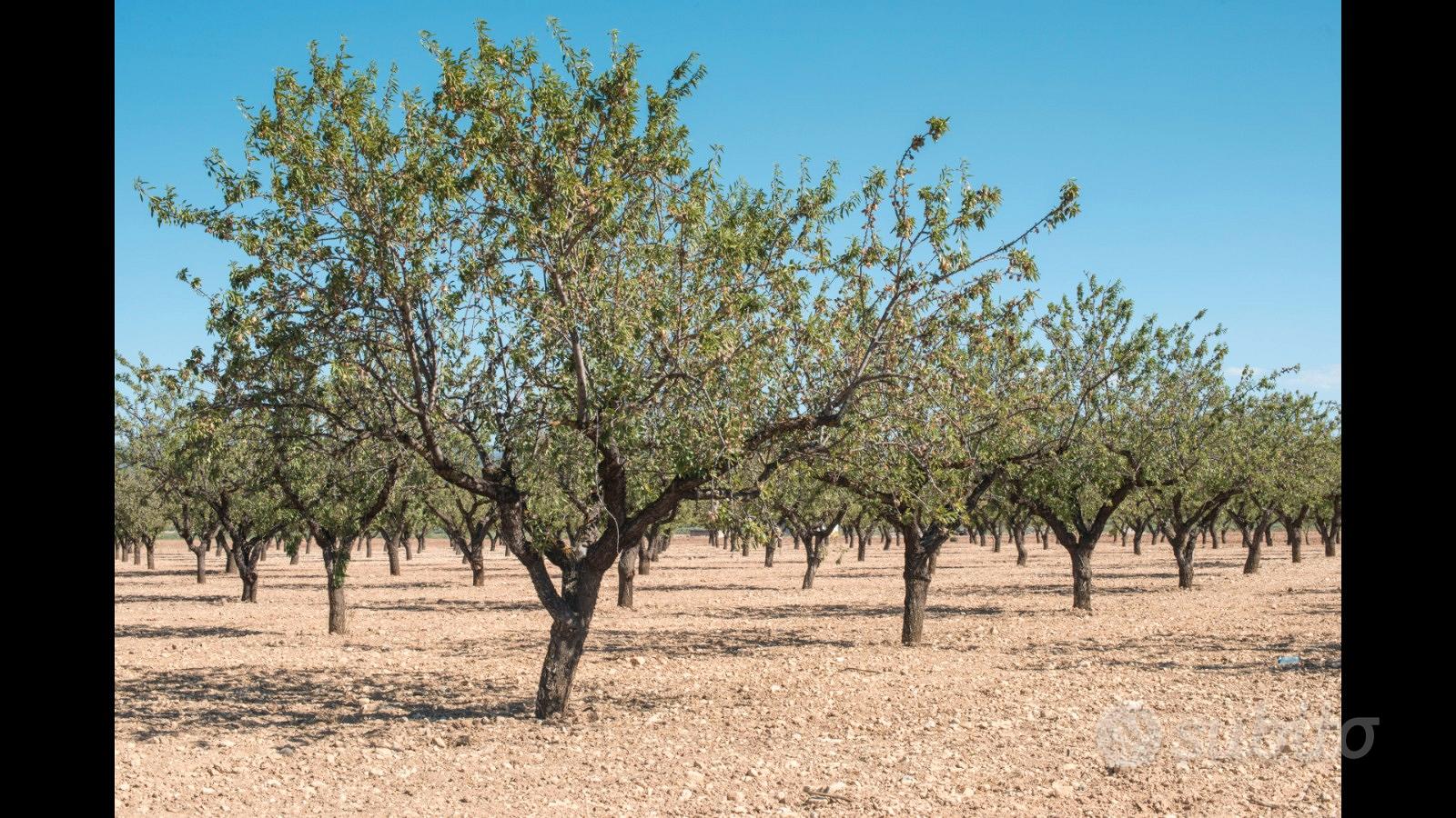 Terreno agricolo mandorleto - Vista 3