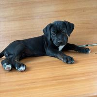 Cucciola di cane corso