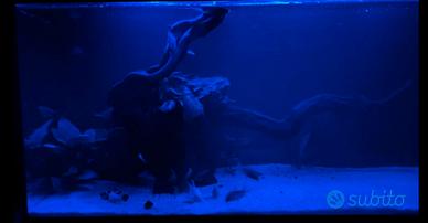 Acquario Askol pure led 100 litri