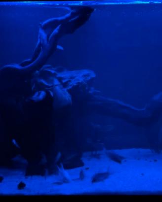 Acquario Askol pure led 100 litri