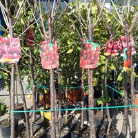 Alberi da frutta *frutti*