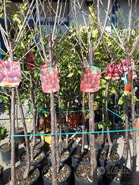 Alberi da frutta *frutti*