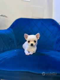 Cucciolo Chihuahua mini beige