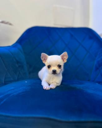 Cucciolo Chihuahua mini beige