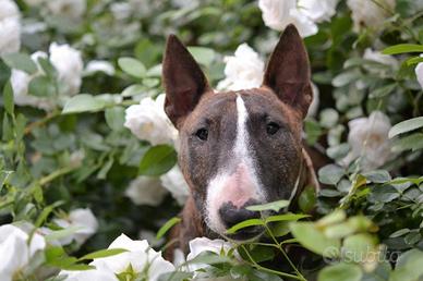 Bull terrier miniatura
