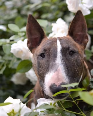 Bull terrier miniatura
