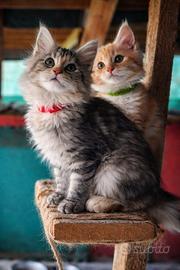 Maine Coon gattini con pedigree