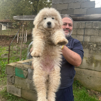 Cucciooi di Pastore Abruzzese
