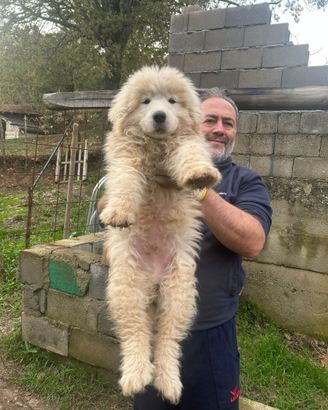 Cucciooi di Pastore Abruzzese